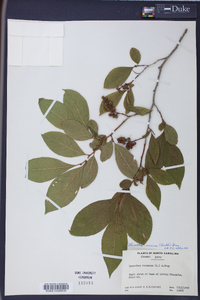 Leucothoe recurva image