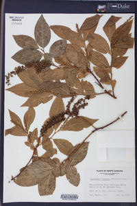 Leucothoe recurva image