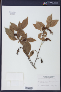 Leucothoe recurva image