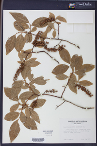 Leucothoe recurva image