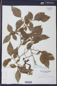 Leucothoe recurva image