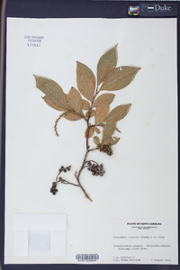 Leucothoe recurva image