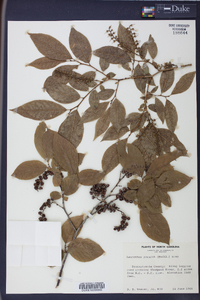 Leucothoe recurva image