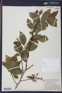 Leucothoe recurva image