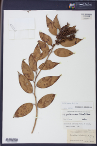 Leucothoe fontanesiana image