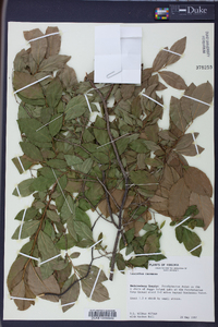 Leucothoe racemosa image