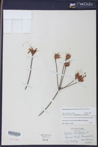 Rhododendron periclymenoides image