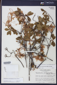 Rhododendron periclymenoides image