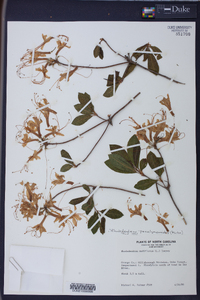 Rhododendron periclymenoides image