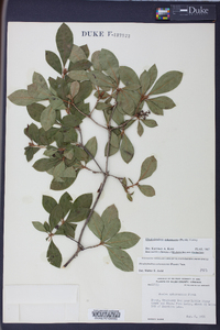 Rhododendron arborescens image