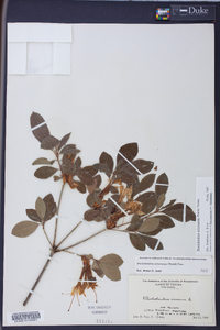 Rhododendron arborescens image