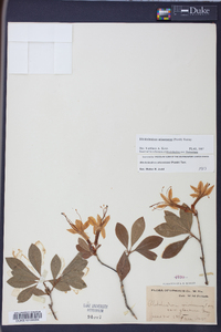 Rhododendron arborescens image