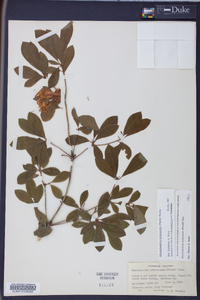 Rhododendron arborescens image