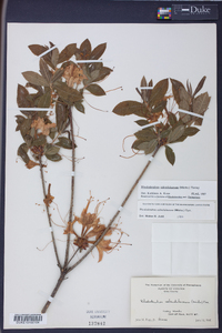 Rhododendron calendulaceum image