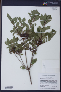 Rhododendron canescens image