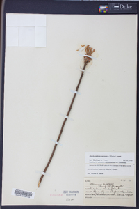 Rhododendron canescens image