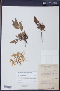 Rhododendron canescens image