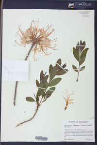 Rhododendron canescens image