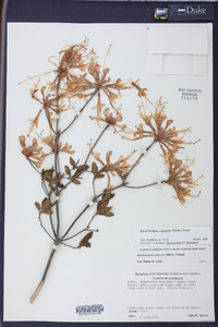 Rhododendron canescens image