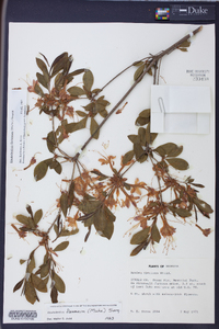 Rhododendron flammeum image