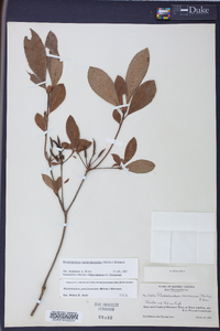 Rhododendron periclymenoides image