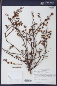 Vaccinium fuscatum image