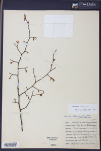 Vaccinium fuscatum image