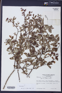 Vaccinium fuscatum image