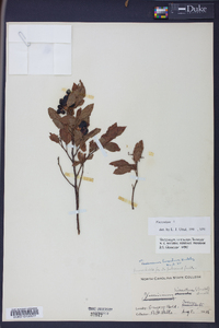 Vaccinium hirsutum image