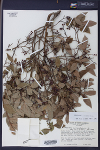 Vaccinium marianum image