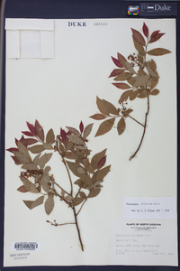 Vaccinium simulatum image