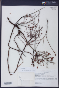 Vaccinium tenellum image