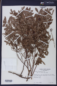 Vaccinium tenellum image