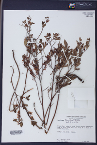 Vaccinium tenellum image