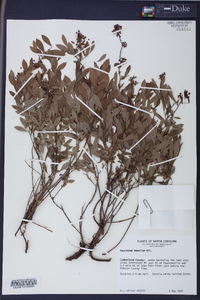 Vaccinium tenellum image