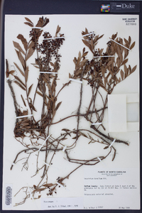 Vaccinium tenellum image