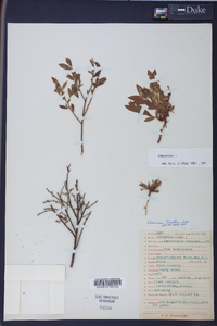 Vaccinium tenellum image