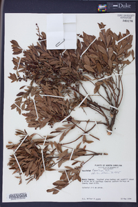 Vaccinium tenellum image