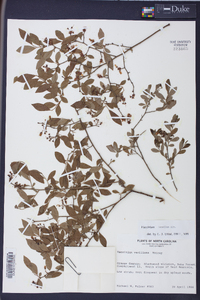 Vaccinium tenellum image