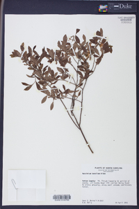 Vaccinium tenellum image