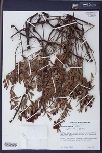 Vaccinium tenellum image
