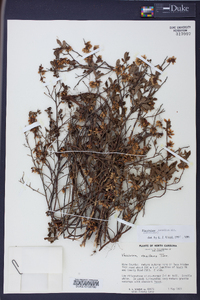 Vaccinium tenellum image