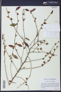 Vaccinium elliottii image