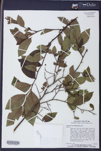 Vaccinium formosum image