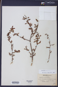 Vaccinium fuscatum image