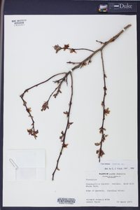 Vaccinium fuscatum image