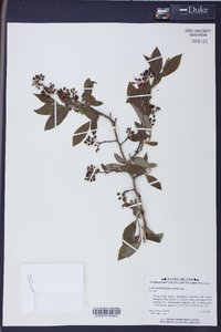 Vaccinium fuscatum image