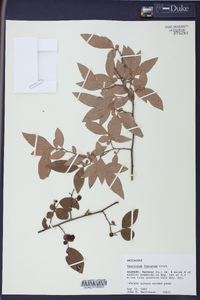 Vaccinium fuscatum image