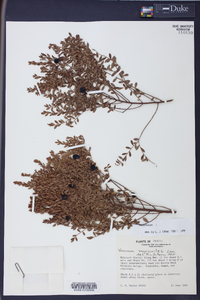 Vaccinium myrsinites image