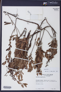 Vaccinium tenellum image